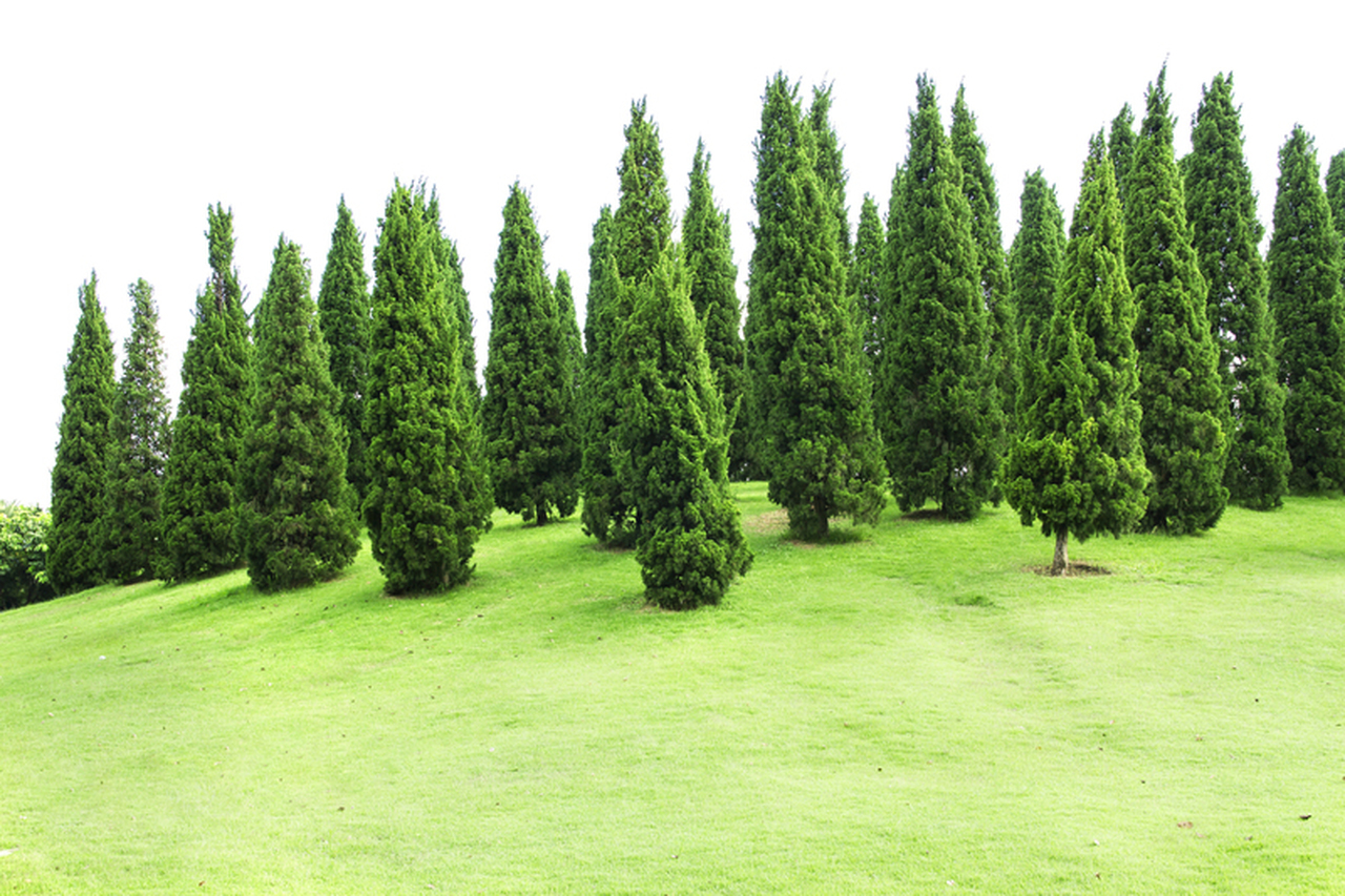 Вечнозеленое дерево с плотной древесиной. Вечнозеленые деревья небо фон. Planting Pine Trees ИШКД. Huge Pine Tree. Spruce Sapling.